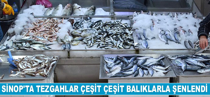 Sinop’ta balık tezgahları şenlendi