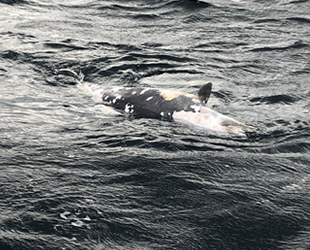 Mudanya’da denizde ölü yunus bulundu