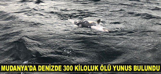 Mudanya’da denizde ölü yunus bulundu