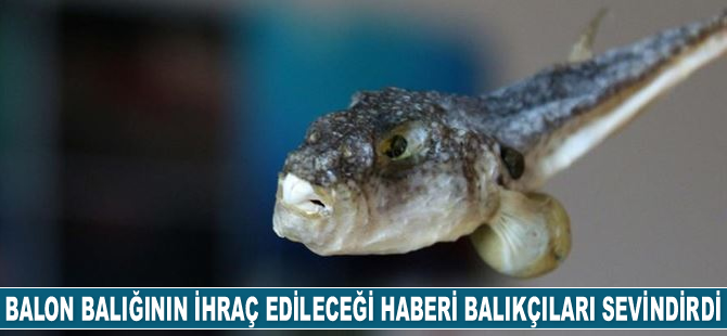 Balon balığının 'ilaç için' ihraç edileceği haberi balıkçıları sevindirdi