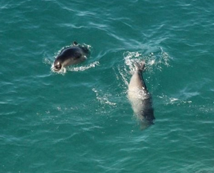 Kuşadası Körfezi yeni türlere ev sahipliği yapmaya başladı