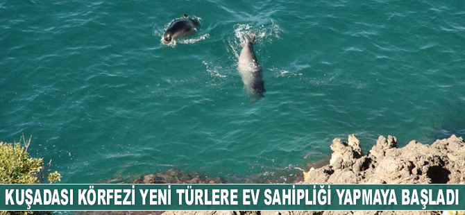 Kuşadası Körfezi yeni türlere ev sahipliği yapmaya başladı