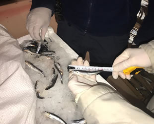 Yasadışı avlanan 20 ton su ürününe el konuldu