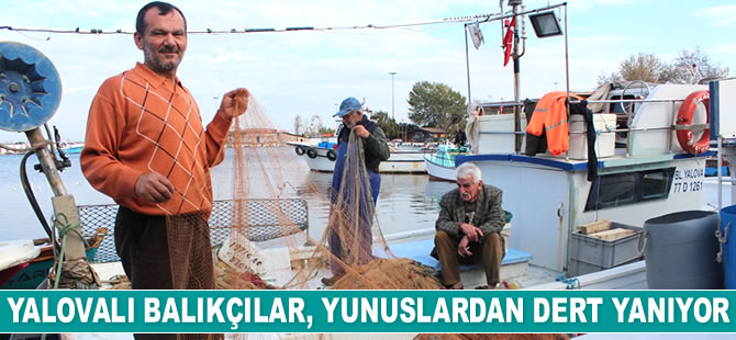 Yalovalı balıkçılar, yunuslardan dert yanıyor