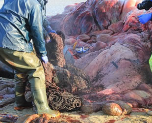 Karaya vuran balinanın midesinden 100 kilogram çöp çıktı