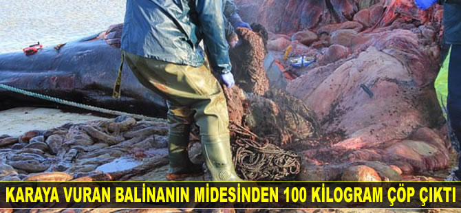 Karaya vuran balinanın midesinden 100 kilogram çöp çıktı