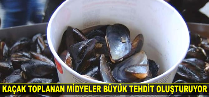 Sanayi bölgelerinden toplanan midyeler büyük tehdit oluşturuyor