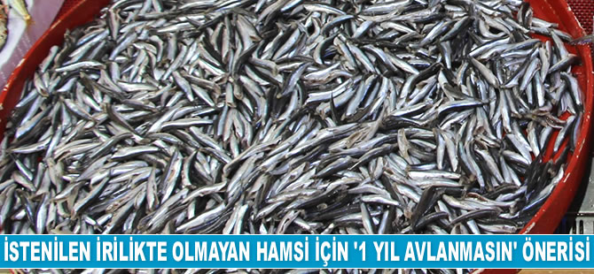 İstenilen irilikte olmayan hamsi için ‘1 yıl avlanmasın’ önerisi gündeme getirildi