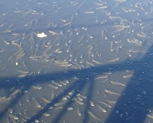 Nifrit Deresi'nde kirlilik nedeniyle balıklar oksijensiz kaldı