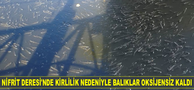 Nifrit Deresi'nde kirlilik nedeniyle balıklar oksijensiz kaldı