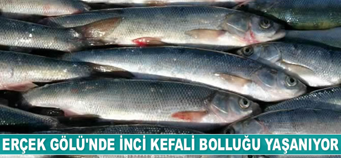 Erçek Gölü'nde inci kefali bolluğu yaşanıyor