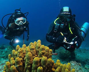 WWF: Akdeniz ülkeleri denizlerini yeterince koruyamıyor