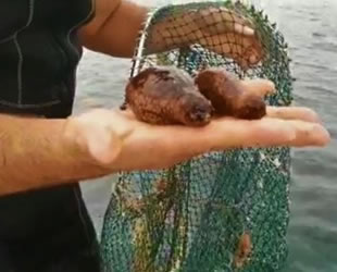 Yasadışı ürünler avcılığına 5 bin 863 olayda 18 milyon TL ceza kesildi