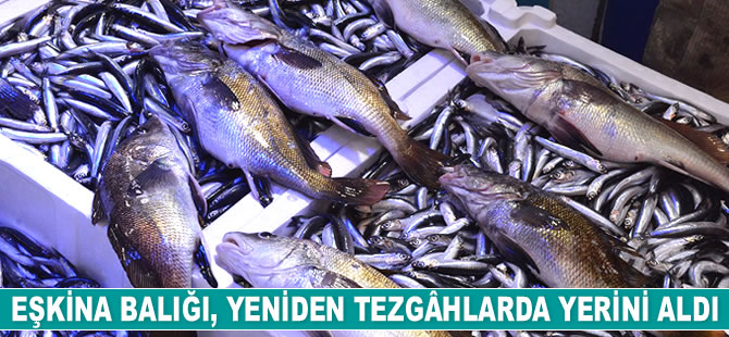 Eşkina balığı, yeniden tezgâhlarda yerini aldı