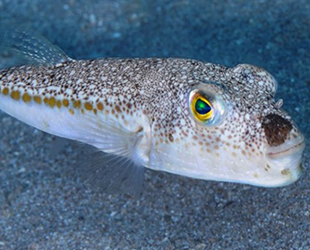 Balon balıkları Adana'yı terk etti