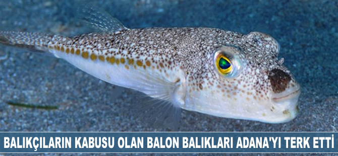 Balon balıkları Adana'yı terk etti