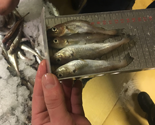 Balık denetiminde 13 ton balığa el konuldu