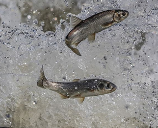 Koruma tedbirleri sayesinde inci kefalinin boyu uzadı, ağırlığı arttı