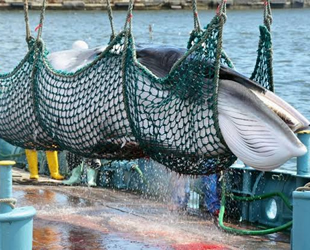 Japonya, 'sürdürülebilir avcılık' yasasına onay verdi