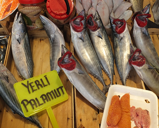 Son iki yılda palamut yüzde 90 azaldı