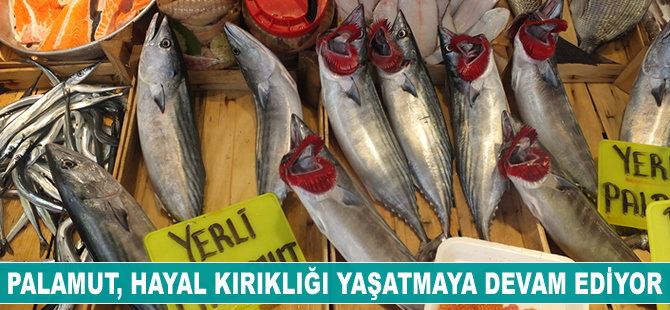 Son iki yılda palamut yüzde 90 azaldı