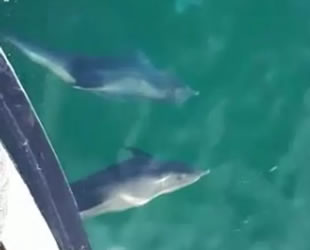 Yunuslar, balıkçı tekneleri ile yarıştı