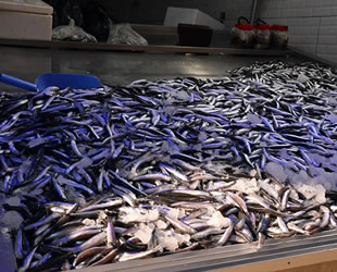 Deniz soğudu, hamsi büyüdü