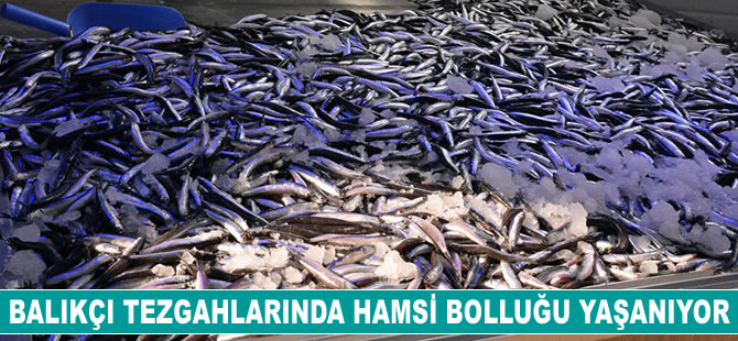 Deniz soğudu, hamsi büyüdü