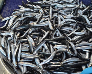 İsmail Oğuz: Hamsinin geleceği tehlikede