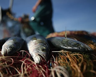 Batı Karadeniz'de palamut sezonu kapandı