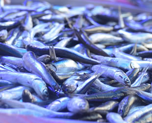 Deniz suyu sıcaklığı balık fiyatlarını vurdu