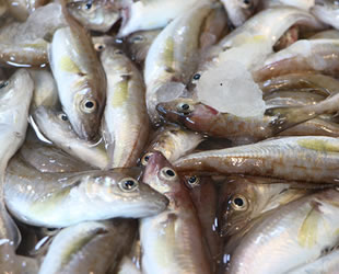 Doğu Karadeniz'den su ürünleri en fazla Rusya'ya ihraç edildi