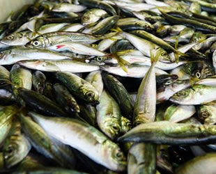 Tezgahlarda hamsi ve palamudun yerini dip balıkları ile istavrit aldı