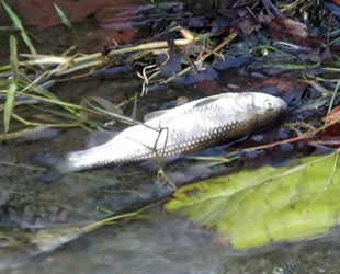 Güre Çayı’nda balık ölümleri yaşandı