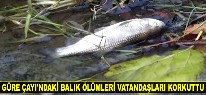 Güre Çayı’nda balık ölümleri yaşandı
