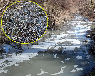 Balık ölümlerine neden olan firmaya 361 bin TL ceza kesildi