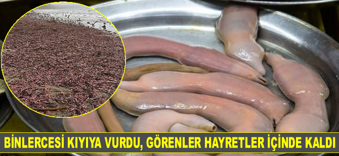 San Francisco'da binlerce hancı kurdu kıyıya vurdu