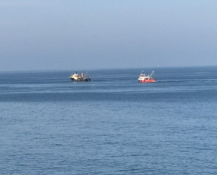 Balıkçılar, hamsiden umudu kesti, midye avcılığına başladı