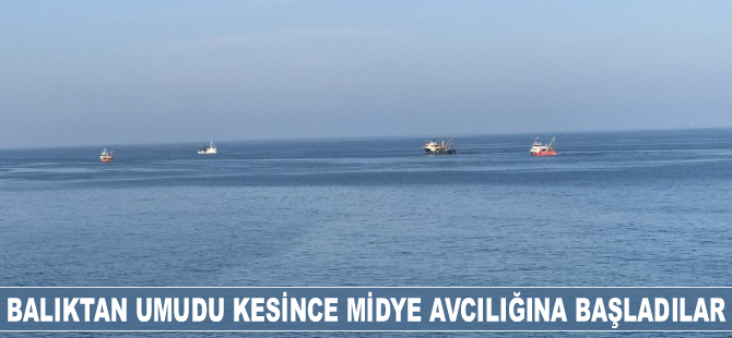 Balıkçılar, hamsiden umudu kesti, midye avcılığına başladı