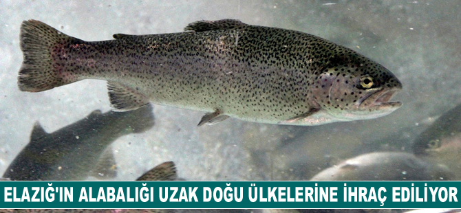 Elazığ'ın somon ve alabalığı Avrupa ve Uzak Doğu ülkelerine ihraç ediliyor