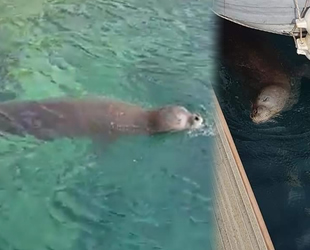 Kaş’ta Akdeniz foku, marina turuna çıktı