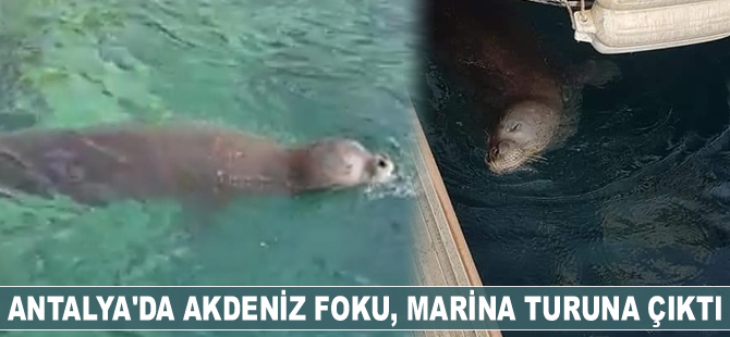 Kaş’ta Akdeniz foku, marina turuna çıktı