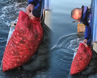 Kocaeli’de kaçak midye avcılarına operasyon düzenlendi