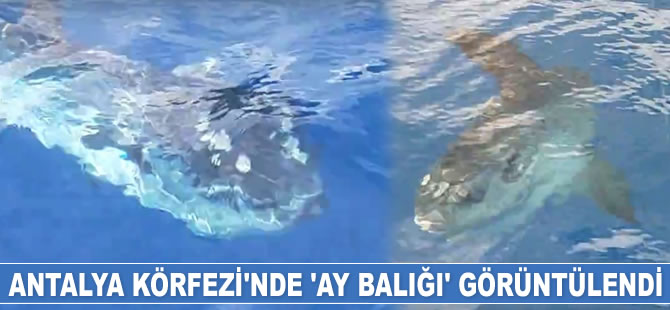 Antalya Körfezi’nde ‘ay balığı’ görüntülendi
