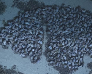 Doğu Akdeniz’de Roma dönemine ait en büyük gemi enkazı keşfedildi