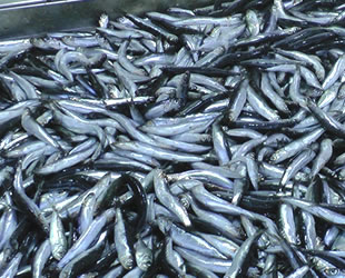 Karadeniz'de hamsi fiyatı tavan yaptı