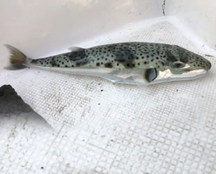 Balon balığı, deniz hayatını ve balıkçılığı tehdit ediyor