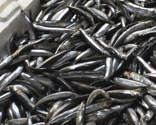 Hamsi artık tezgahlarda çok az bulunuyor