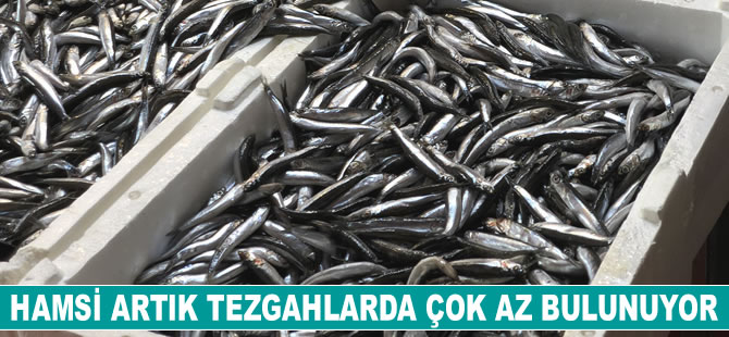 Hamsi artık tezgahlarda çok az bulunuyor