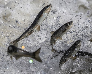 'İstilacı' sivrisinek balıkları inci kefalini tehdit ediyor